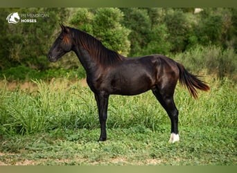 Menorcaanse, Hengst, 3 Jaar, 152 cm, Zwart