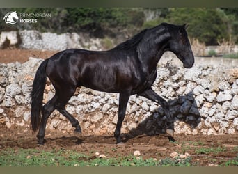 Menorcaanse, Hengst, 3 Jaar, 153 cm, Zwart