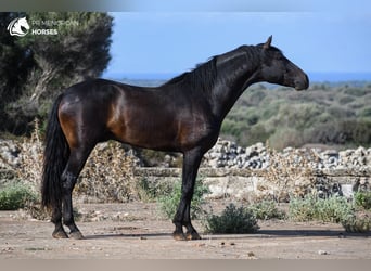 Menorcaanse, Hengst, 3 Jaar, 153 cm, Zwart