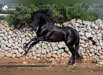 Menorcaanse, Hengst, 3 Jaar, 153 cm, Zwart