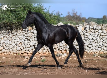 Menorcaanse, Hengst, 3 Jaar, 153 cm, Zwart