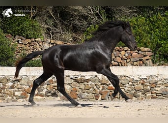 Menorcaanse, Hengst, 3 Jaar, 158 cm, Zwart