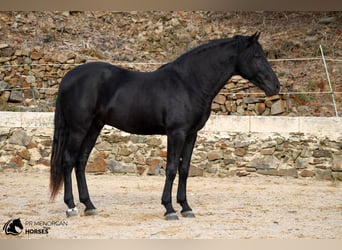 Menorcaanse, Hengst, 3 Jaar, 158 cm, Zwart
