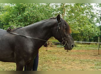 Menorcaanse, Hengst, 3 Jaar, 166 cm, Zwart