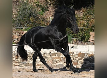 Menorcaanse, Hengst, 4 Jaar, 152 cm, Zwart