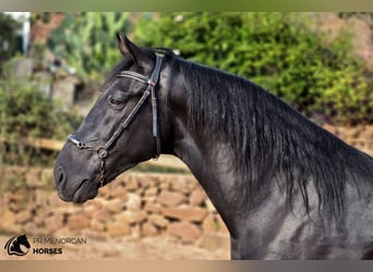 Menorcaanse, Hengst, 4 Jaar, 161 cm, Zwart
