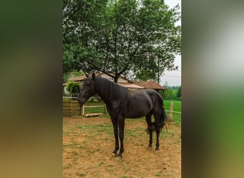 Menorcaanse, Hengst, 4 Jaar, 162 cm, Zwart