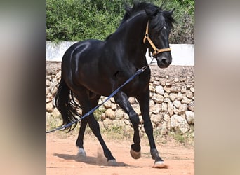 Menorcaanse, Hengst, 4 Jaar, 165 cm, Zwart