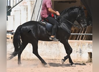 Menorcaanse, Hengst, 4 Jaar, 165 cm, Zwart
