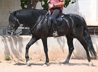 Menorcaanse, Hengst, 4 Jaar, 165 cm, Zwart