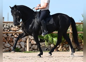 Menorcaanse, Hengst, 5 Jaar, 162 cm