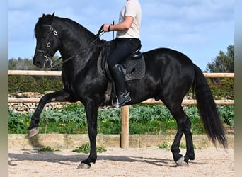 Menorcaanse, Hengst, 5 Jaar, 162 cm