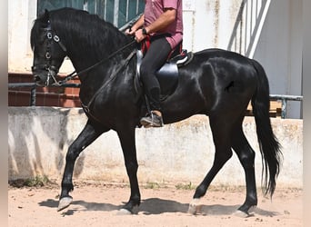 Menorcaanse, Hengst, 5 Jaar, 165 cm, Zwart