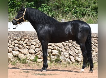 Menorcaanse, Hengst, 5 Jaar, 165 cm, Zwart