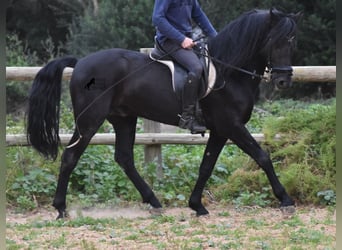 Menorcaanse, Hengst, 6 Jaar, 159 cm, Zwart