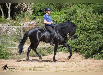 Menorcaanse, Hengst, 6 Jaar, 160 cm, Zwart