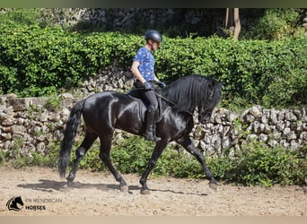 Menorcaanse, Hengst, 6 Jaar, 160 cm, Zwart