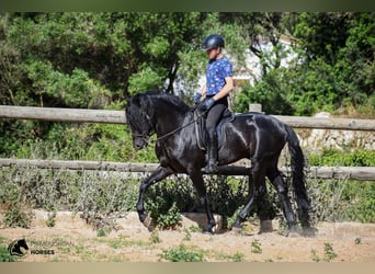 Menorcaanse, Hengst, 6 Jaar, 160 cm, Zwart