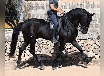 Menorcaanse, Hengst, 6 Jaar, 164 cm, Zwart