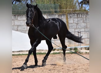 Menorcaanse, Hengst, 6 Jaar, 168 cm, Zwart