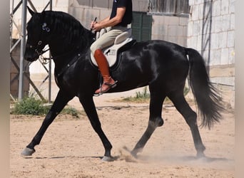 Menorcaanse, Hengst, 6 Jaar, 168 cm, Zwart