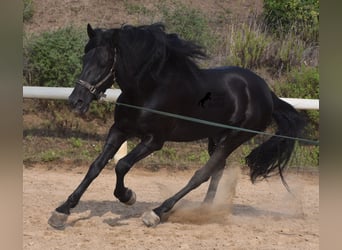 Menorquiner, Hengst, 6 Jahre, 169 cm, Rappe