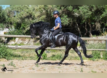 Menorcaanse, Hengst, 7 Jaar, 160 cm, Zwart