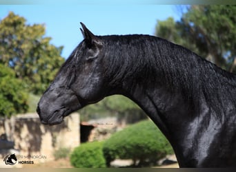 Menorcaanse, Hengst, 7 Jaar, 160 cm, Zwart