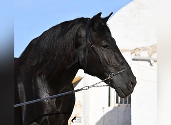 Menorcaanse, Hengst, 9 Jaar, 174 cm, Zwart