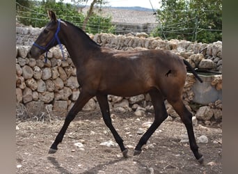 Menorcaanse, Hengst, veulen (02/2023), 158 cm, Zwart