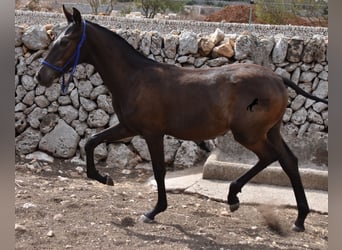 Menorcaanse, Hengst, veulen (02/2023), 158 cm, Zwart