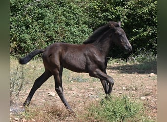 Menorcaanse, Hengst, Veulen (04/2026), 160 cm