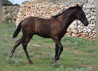 Menorcaanse, Hengst, veulen (04/2023), 160 cm, Zwart