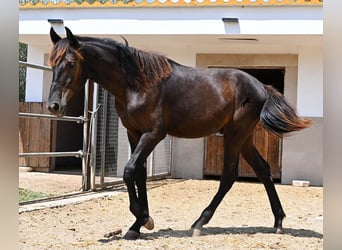 Menorcaanse, Hengst, Veulen (01/2026), 166 cm, Zwart