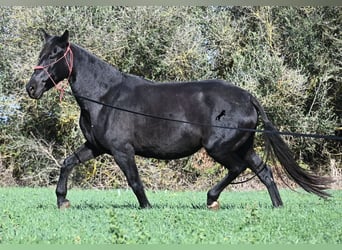 Menorcaanse, Merrie, 10 Jaar, 154 cm, Zwart
