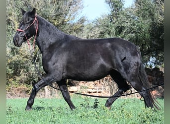Menorcaanse, Merrie, 10 Jaar, 154 cm, Zwart