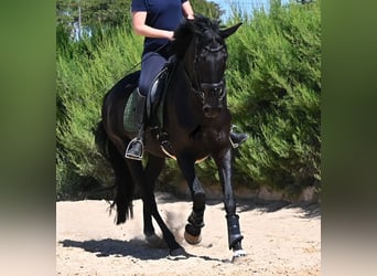 Menorcaanse, Merrie, 12 Jaar, 158 cm, Zwart