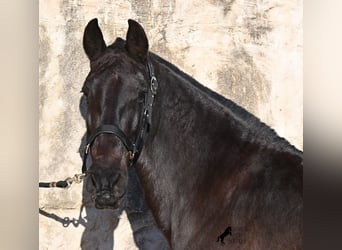 Menorcaanse, Merrie, 19 Jaar, 160 cm, Zwart