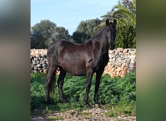 Menorcaanse, Merrie, 19 Jaar, 160 cm, Zwart