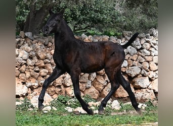 Menorcaanse, Merrie, 1 Jaar, 155 cm, Zwart