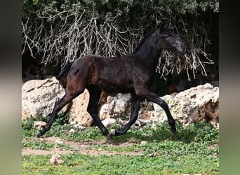 Menorcaanse, Merrie, 1 Jaar, 155 cm, Zwart