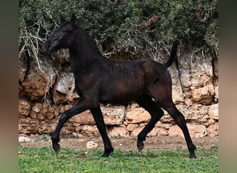 Menorcaanse, Merrie, 1 Jaar, 155 cm, Zwart