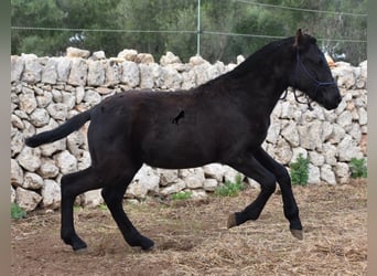 Menorcaanse, Merrie, 1 Jaar, 155 cm, Zwart