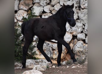 Menorcaanse, Merrie, 1 Jaar, 155 cm, Zwart