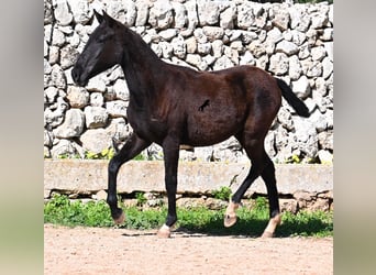 Menorcaanse, Merrie, 1 Jaar, 155 cm, Zwart