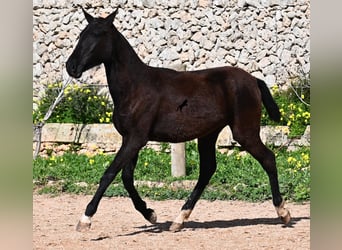 Menorcaanse, Merrie, 1 Jaar, 155 cm, Zwart