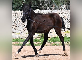 Menorcaanse, Merrie, 1 Jaar, 155 cm, Zwart