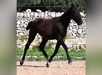 Menorcaanse, Merrie, 1 Jaar, 155 cm, Zwart