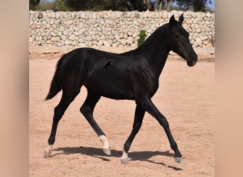 Menorcaanse, Merrie, 1 Jaar, 155 cm, Zwart