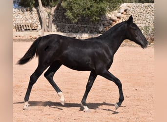 Menorcaanse, Merrie, 1 Jaar, 155 cm, Zwart